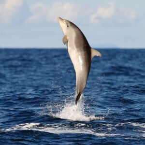 يوم الدلافين في البحر